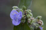 Zigzag spiderwort